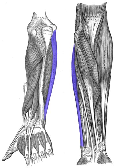 Pisiform is a sesamoid bone in the tendon of - Anatomy MCQ