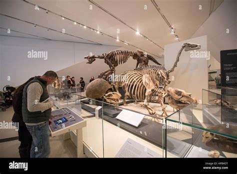 Dinosaur sculpture inside Toronto Royal Ontario Museum Stock Photo - Alamy