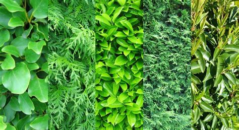 Top 5 Plants for a Garden Hedge | Evergreen Hedging