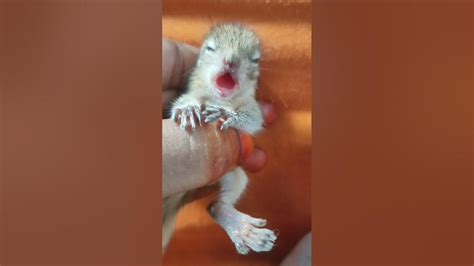 Baby squirrel Crying video/ squirrel unseen video - YouTube