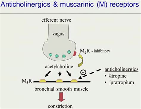 Muscarinic Antagonists - Pharmacology - Medbullets Step 1