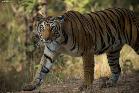 PENCH NATIONAL PARK - Tiger Safari India Blog