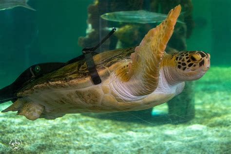 Popular turtle with 1 flipper from Texas dies at 18 years old