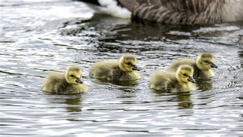 Ducklings,ducks,swimming,water,domestic - free image from needpix.com