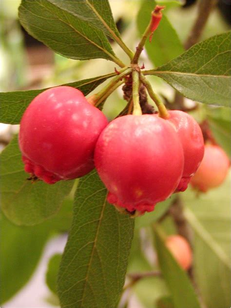 Mayhaw Berries for Sale | AdinaPorter