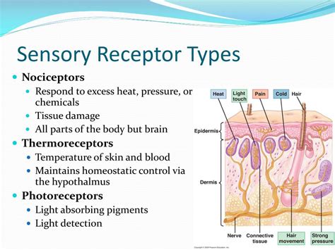 Lecture Peripheral Nervous System Examples Of Sensory Receptors | My ...