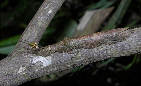 Perfectly camouflaged bark stick insect (Prisopus berosus), BCI, Panama ...