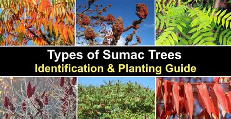 Sumac Trees: Types, Leaves, Berries (Pictures) - Identification Guide