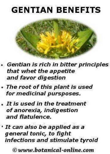 Gentian properties – Botanical online