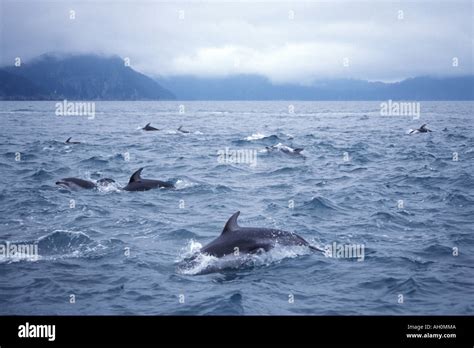 pacific white sided dolphin Lagenorhynchus obliquidens pod in Kenai Fjords National Park ...