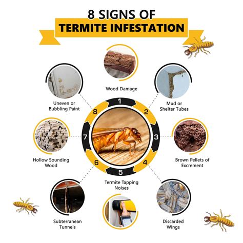 Signs Of Termites Infestation Kill Termites Guide | sexiezpix Web Porn