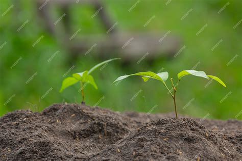 Free Photo | Close up picture of the sapling of the plant is growing