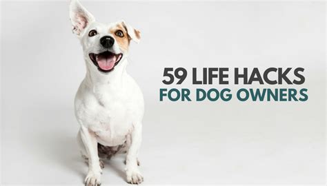 59 Simple Life Hacks for Dog Owners - Puppy Leaks