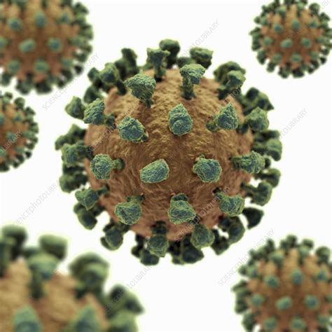 Common Cold Virus, artwork - Stock Image - C020/2683 - Science Photo Library