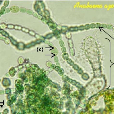 Anabaena azollae: heterocyst (a); vegetative cell (b); polar nodules... | Download Scientific ...