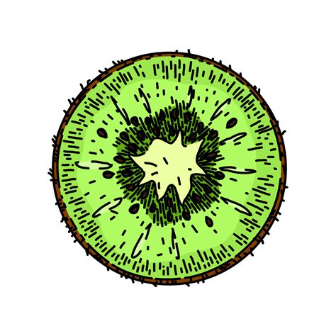 kiwi slice fruit sketch hand drawn vector 23872850 Vector Art at Vecteezy