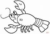 Crawfish coloring Page  Free Printable Coloring Pages sketch template