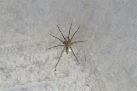 Is this a brown recluse? (spider, spiders, look, Colorado) - Nature -Animals, natural world ...