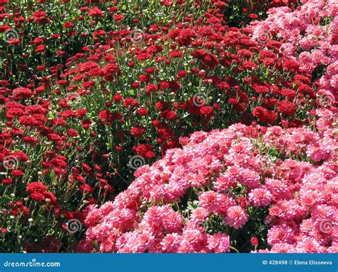 Red and pink fall mums stock photo. Image of flowers, pink - 428498