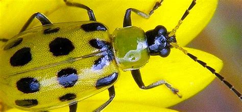 Cucumber Beetle, Spotted Guide