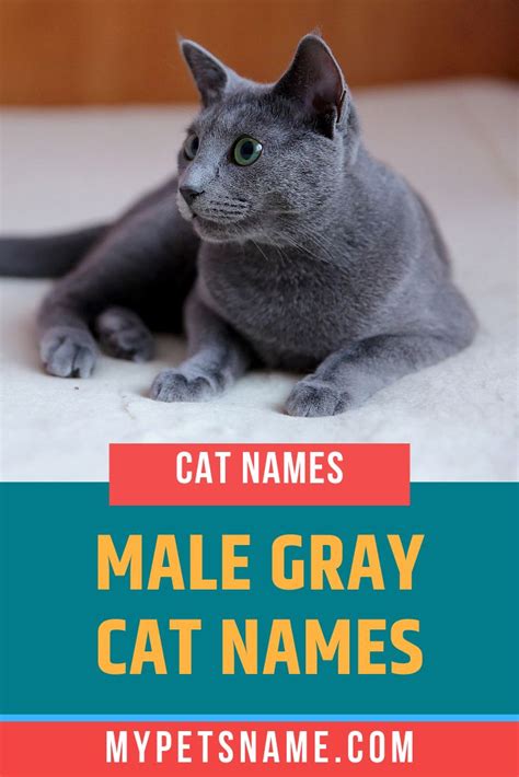 Male Gray Cat Names | Grey cat names, Cat names, Tabby cat names