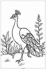 peacock Leading A Parade Coloring Page Free PDF&ampPNG Printable sketch template