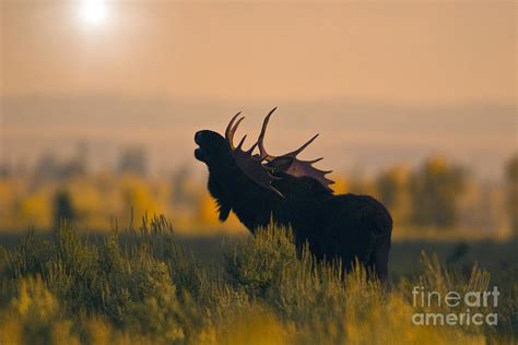 Bull Moose Grunting Photograph by Anthony Mercieca | Fine Art America