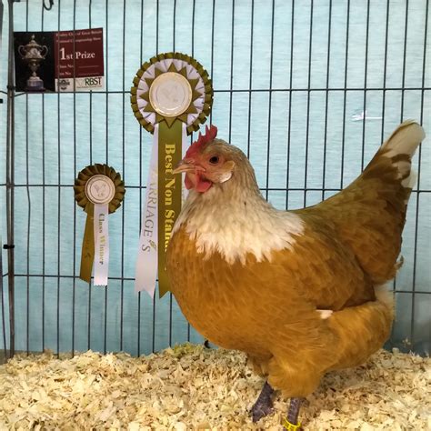 National Poultry Show 2019 - Eggucation