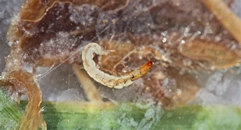 Aquatic Insects of Central Virginia: Pteronarcys scotti? Trying to ID ...