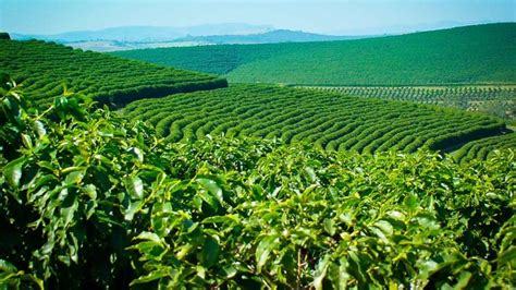 Bean to Brew: Chikhaldara Coffee Plantations in Maharashtra