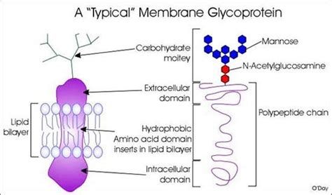 What Are Glycoproteins And What Do They Do? | by New You Health Foundation | Medium