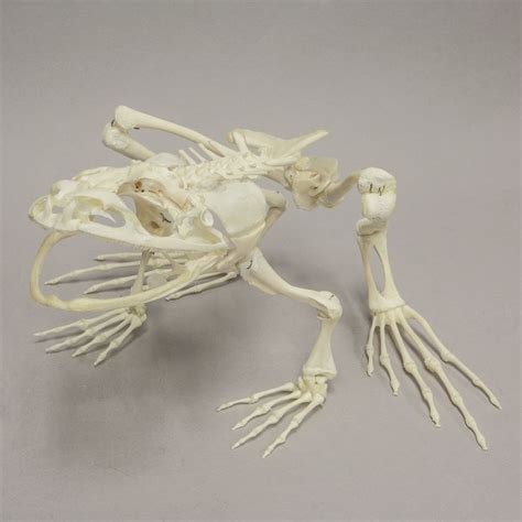 Real Giant Slippery Frog SkeletonSmall / Articulated | Animal skeletons ...