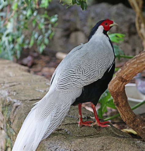 Pictures and information on Silver Pheasant