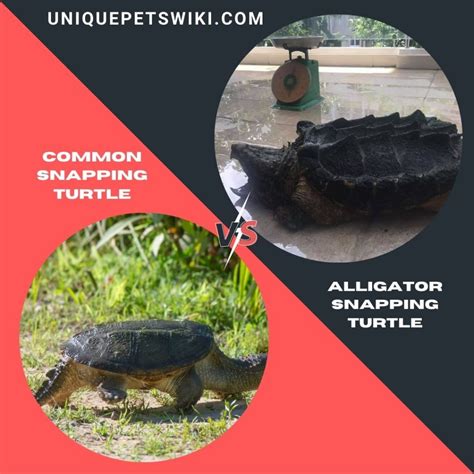 Common Snapping Turtle Vs Alligator Snapping Turtle As Pets Full Comparison