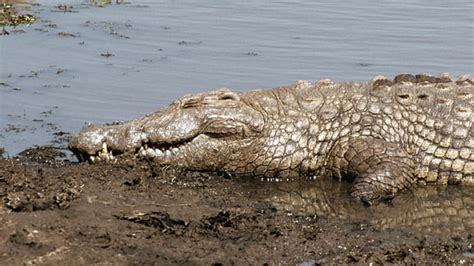 One of the World’s Oldest Captive Crocodiles has Died at Almost 100 Years of Age