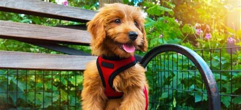 7 Best Places to Find Goldendoodle for Sale in Los Angeles