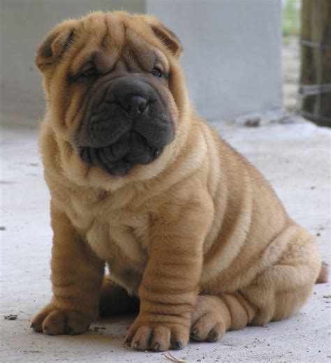 Shar – Pei Dog