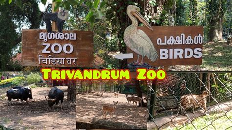 Trivandrum Zoo / Thiruvananthapuram zoo / തിരുവനന്തപുരം മൃഗശാല - YouTube