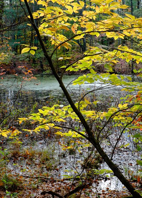 Autumn Foliage - Keene, NH - Trevor LaBarge