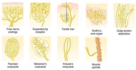 Types of Sensory Receptors and the Sensory Stimuli They Detect