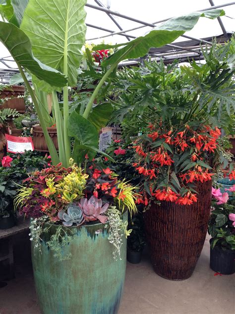 Tropical plants actually do well in the midwest! #containers #diy | Tropical garden, Easy garden ...