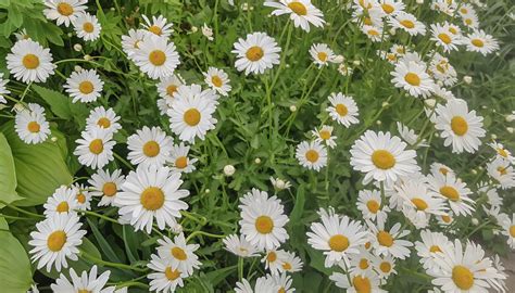 Chamomile Plant Growing | How to Grow Chamomile (2024)