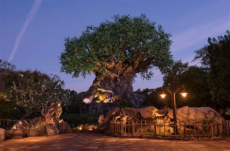 Tree of Life Grows New Roots at Disney’s Animal Kingdom | Disney Parks Blog