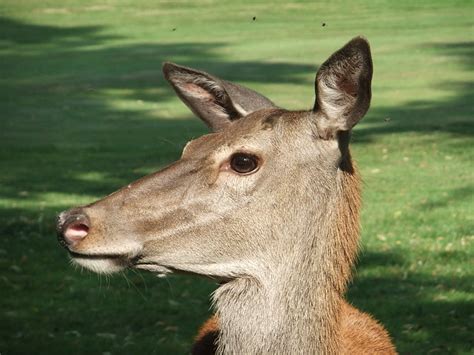 Angry deer (9/11) | Flickr - Photo Sharing!