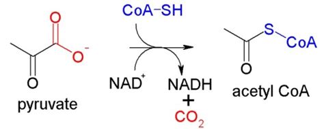 What is the Difference Between Acetyl CoA and Acyl CoA - Pediaa.Com