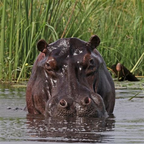 Hungry! Learn About Hippopotamus: Critter Squad Wildlife Defenders