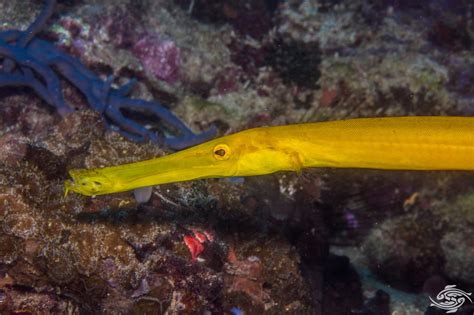 Trumpetfish - Facts and Photographs | Seaunseen