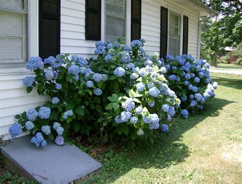 GARDENERS' COMPANION: Flowering Shrubs Add End of Season Flower Power