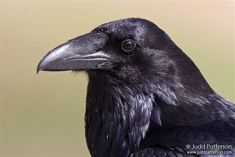 raven beak images - Google Search | Raven bird, Crow, Crows ravens