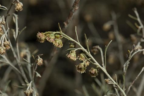 Plant of the Month - Sagebrush